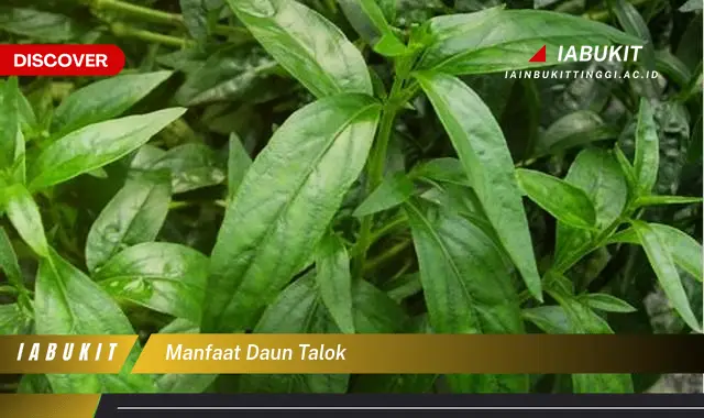 manfaat daun talok