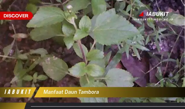 manfaat daun tambora