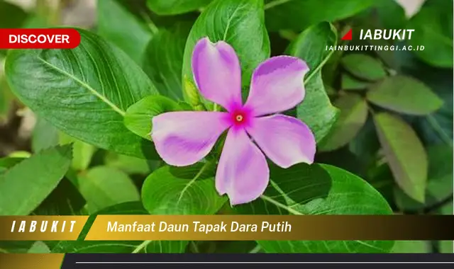 manfaat daun tapak dara putih