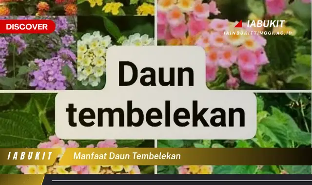 manfaat daun tembelekan