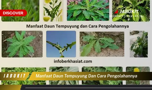 manfaat daun tempuyung dan cara pengolahannya