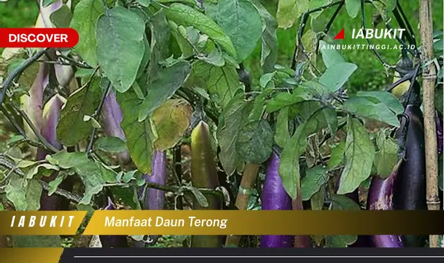 manfaat daun terong