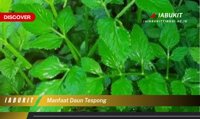 manfaat daun tespong