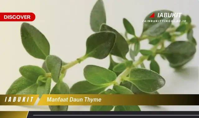 manfaat daun thyme