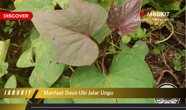 manfaat daun ubi jalar ungu