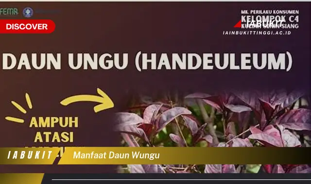 manfaat daun wungu