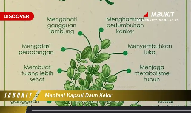 manfaat kapsul daun kelor