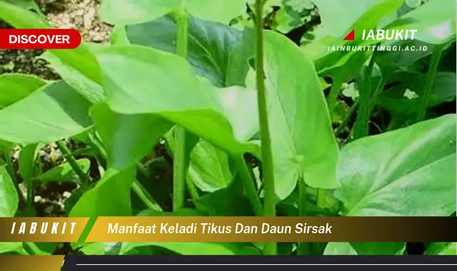 manfaat keladi tikus dan daun sirsak