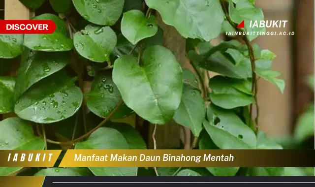 manfaat makan daun binahong mentah