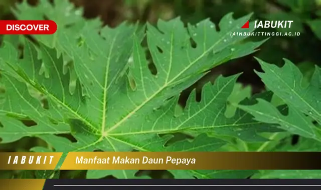 Jarang Diketahui, Inilah 7 Manfaat Makan Daun Pepaya yang Bikin Penasaran