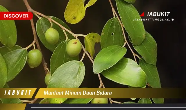 manfaat minum daun bidara