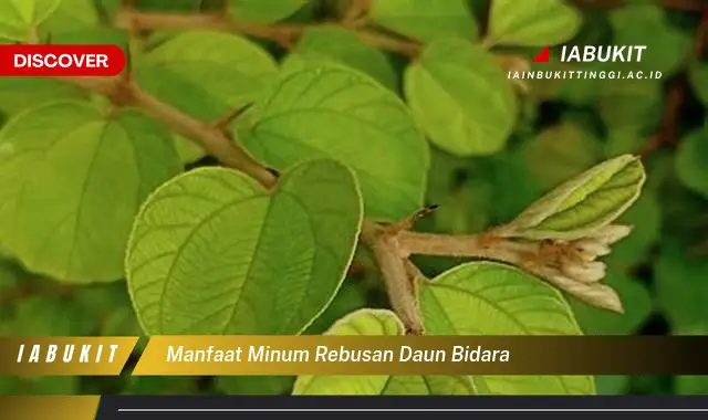 Bukan cuma daun sirsak, Ketahui 7 Manfaat daun bidara yang Bikin Penasaran