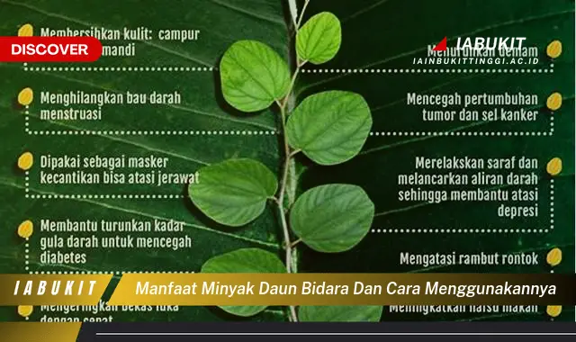 manfaat minyak daun bidara dan cara menggunakannya