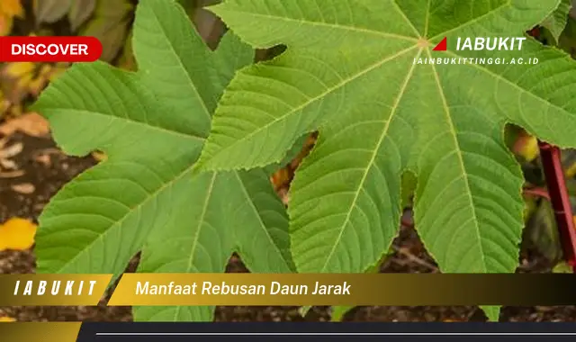 manfaat rebusan daun jarak