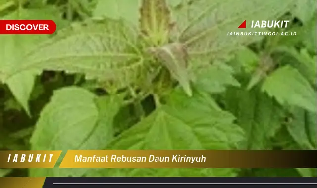 manfaat rebusan daun kirinyuh