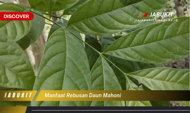 manfaat rebusan daun mahoni