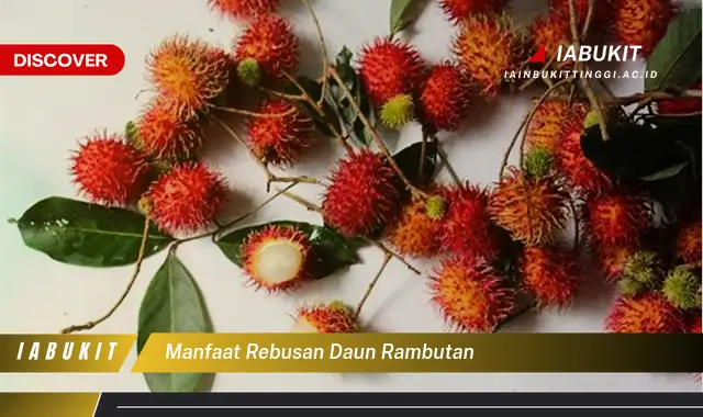 manfaat rebusan daun rambutan