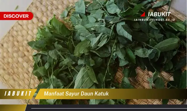 manfaat sayur daun katuk