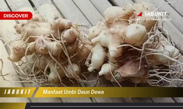 manfaat umbi daun dewa