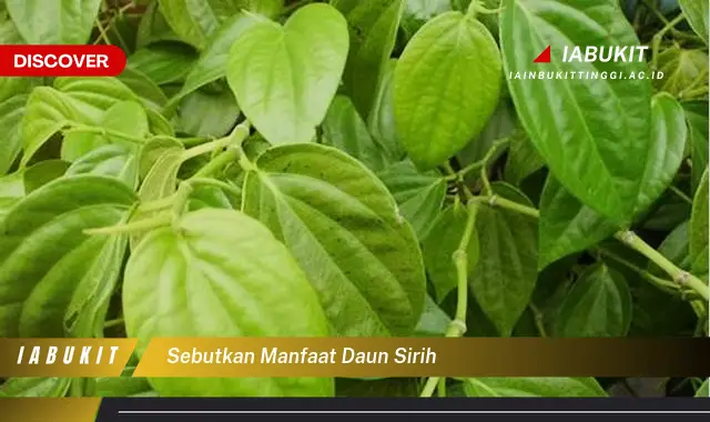 sebutkan manfaat daun sirih