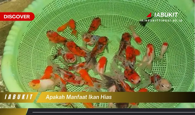 Temukan 7 Manfaat Ikan Hias yang Bikin Kamu Penasaran - Discover