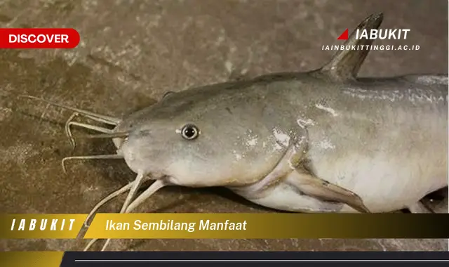 ikan sembilang manfaat