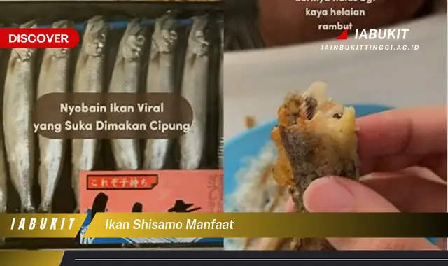 ikan shisamo manfaat ikan shisamo manfaat