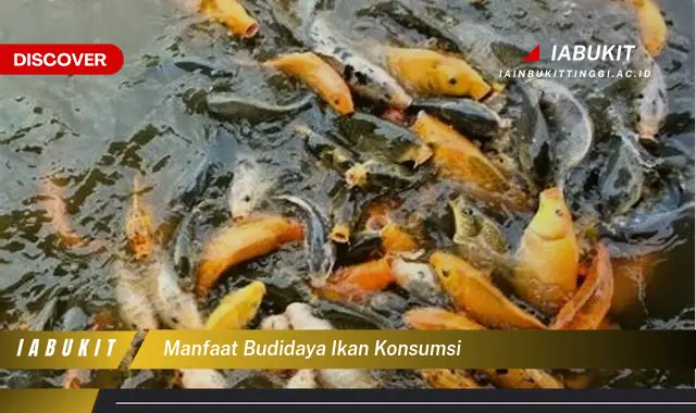 manfaat budidaya ikan konsumsi
