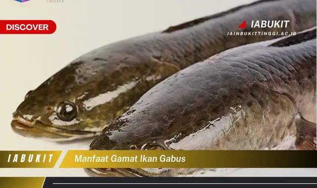 manfaat gamat ikan gabus