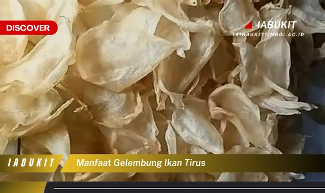 manfaat gelembung ikan tirus