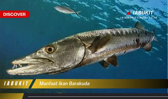 manfaat ikan barakuda