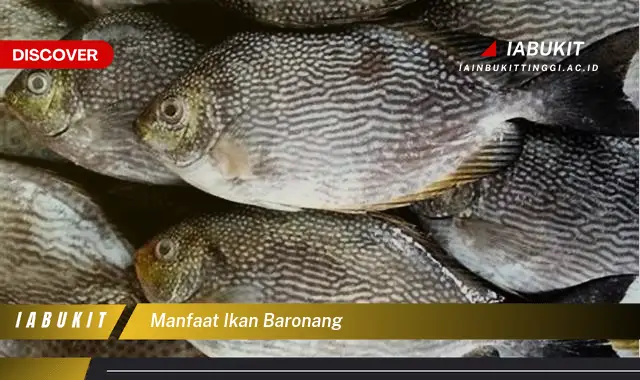 manfaat ikan baronang