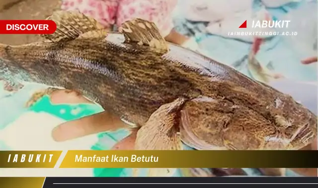 manfaat ikan betutu