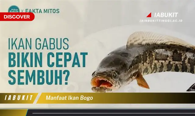 manfaat ikan bogo