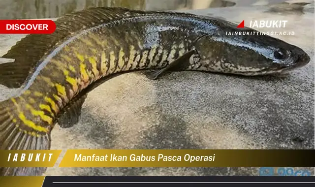 manfaat ikan gabus pasca operasi