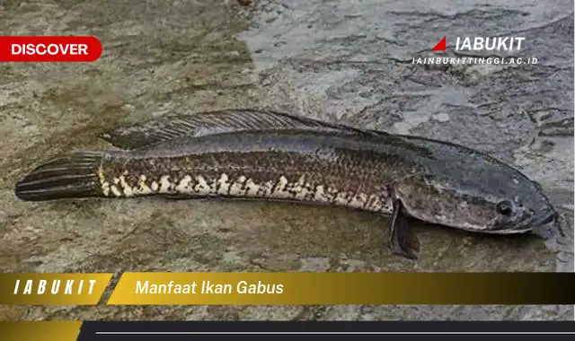 manfaat ikan gabus