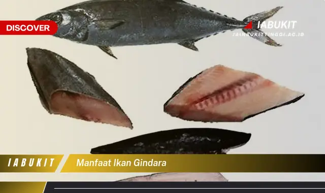 manfaat ikan gindara