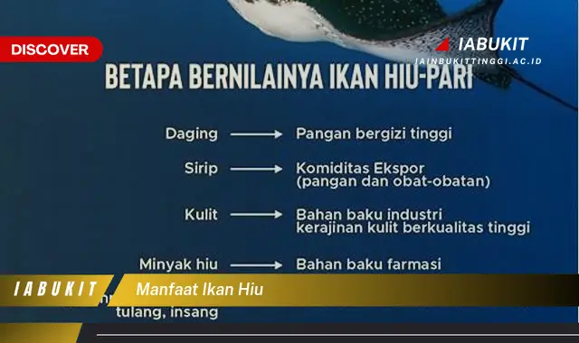 Ketahui 7 Manfaat Ikan Hiu yang Bikin Kamu Penasaran - Discover