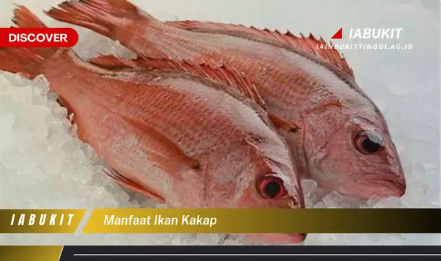 manfaat ikan kakap