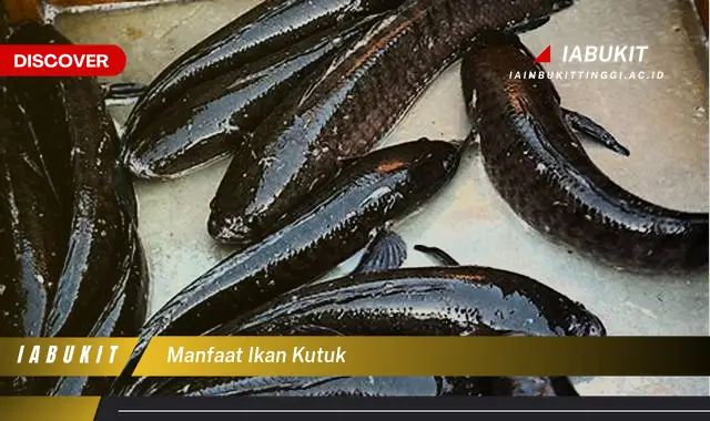 manfaat ikan kutuk