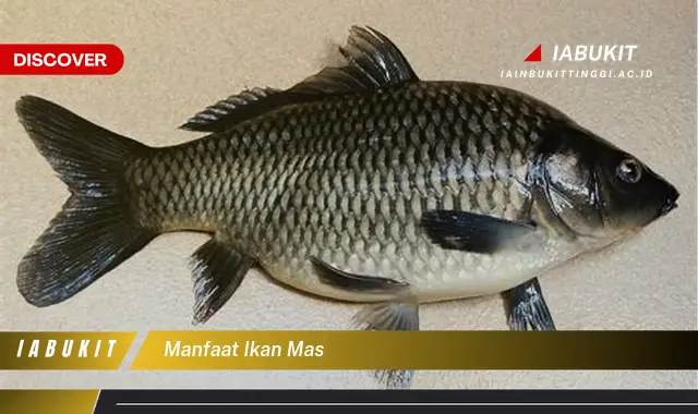 manfaat ikan mas manfaat ikan mas