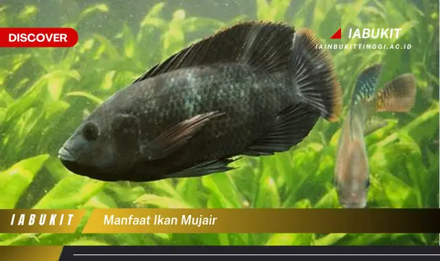 manfaat ikan mujair manfaat ikan mujair