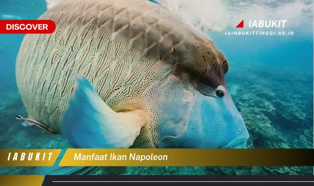 manfaat ikan napoleon