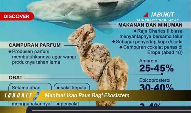 manfaat ikan paus bagi ekosistem