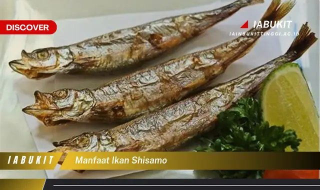 manfaat ikan shisamo