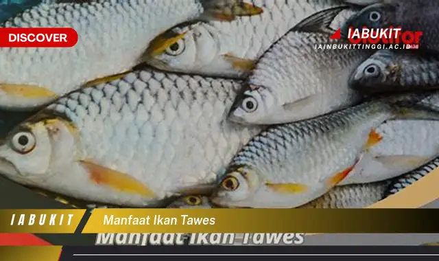 manfaat ikan tawes