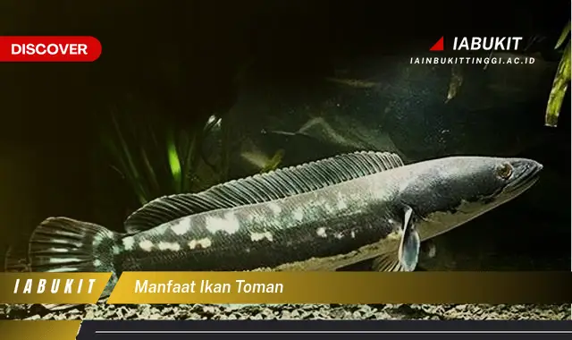 manfaat ikan toman