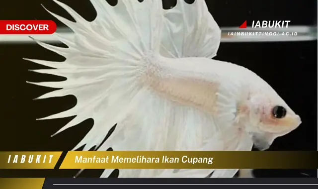 manfaat memelihara ikan cupang