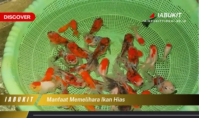 manfaat memelihara ikan hias