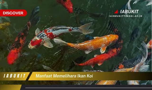 manfaat memelihara ikan koi